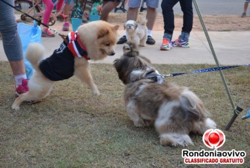 Confira as fotos da 1ª Caminhada Pet
