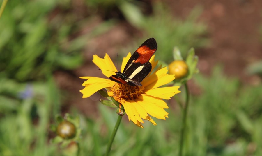  PREOCUPANTE: Estudo mostra que Brasil está perdendo a diversidade de insetos