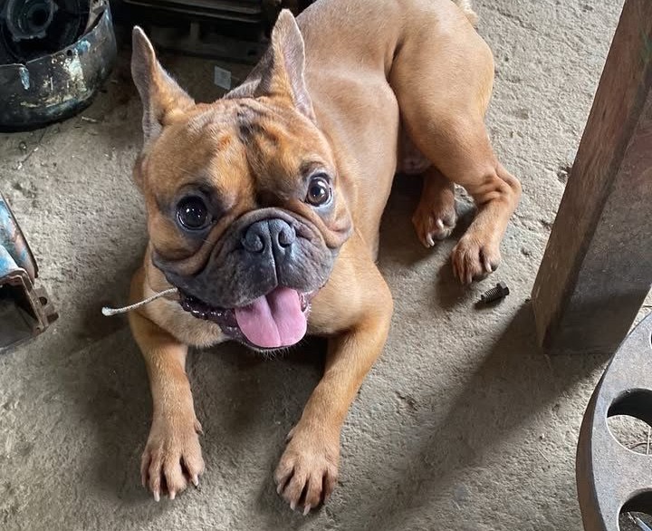 É SEU?: Leitor procura por tutor de buldogue em Porto Velho