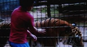 Menino tem braço dilacerado por tigre no zoológico - VÍDEO 