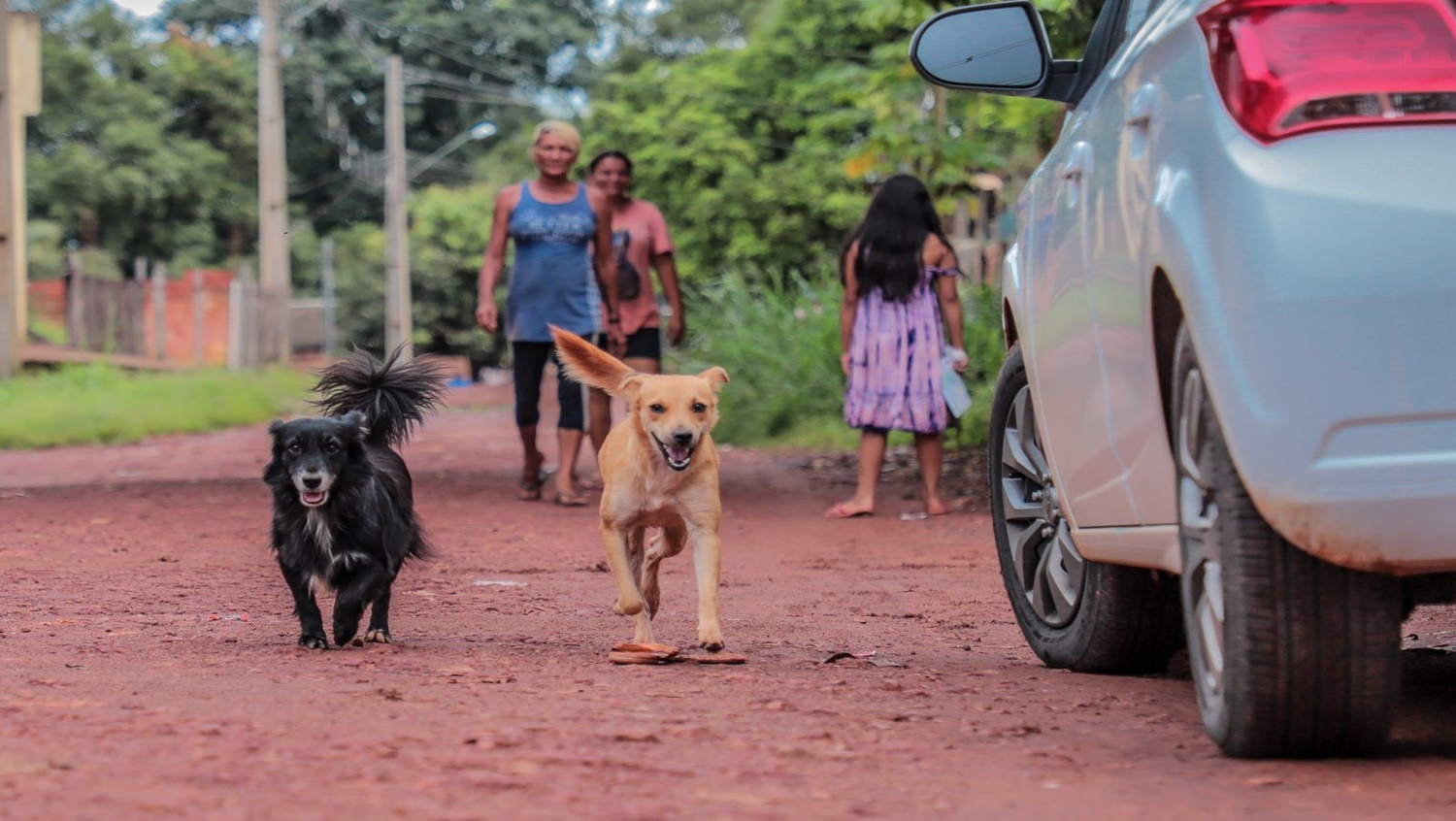 CÃES E GATOS : Vacinação antirrábica está sendo oferecida pela Prefeitura de Porto Velho
