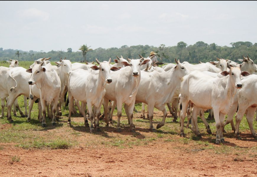DEFESA SANITÁRIA: Investimentos na Idaron melhoram a qualidade da agropecuária em RO