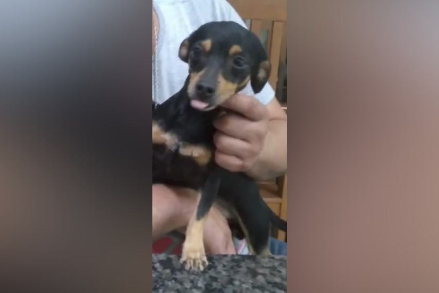 PROCURA-SE: Pinscher idoso desaparecido na zona Sul de Porto Velho