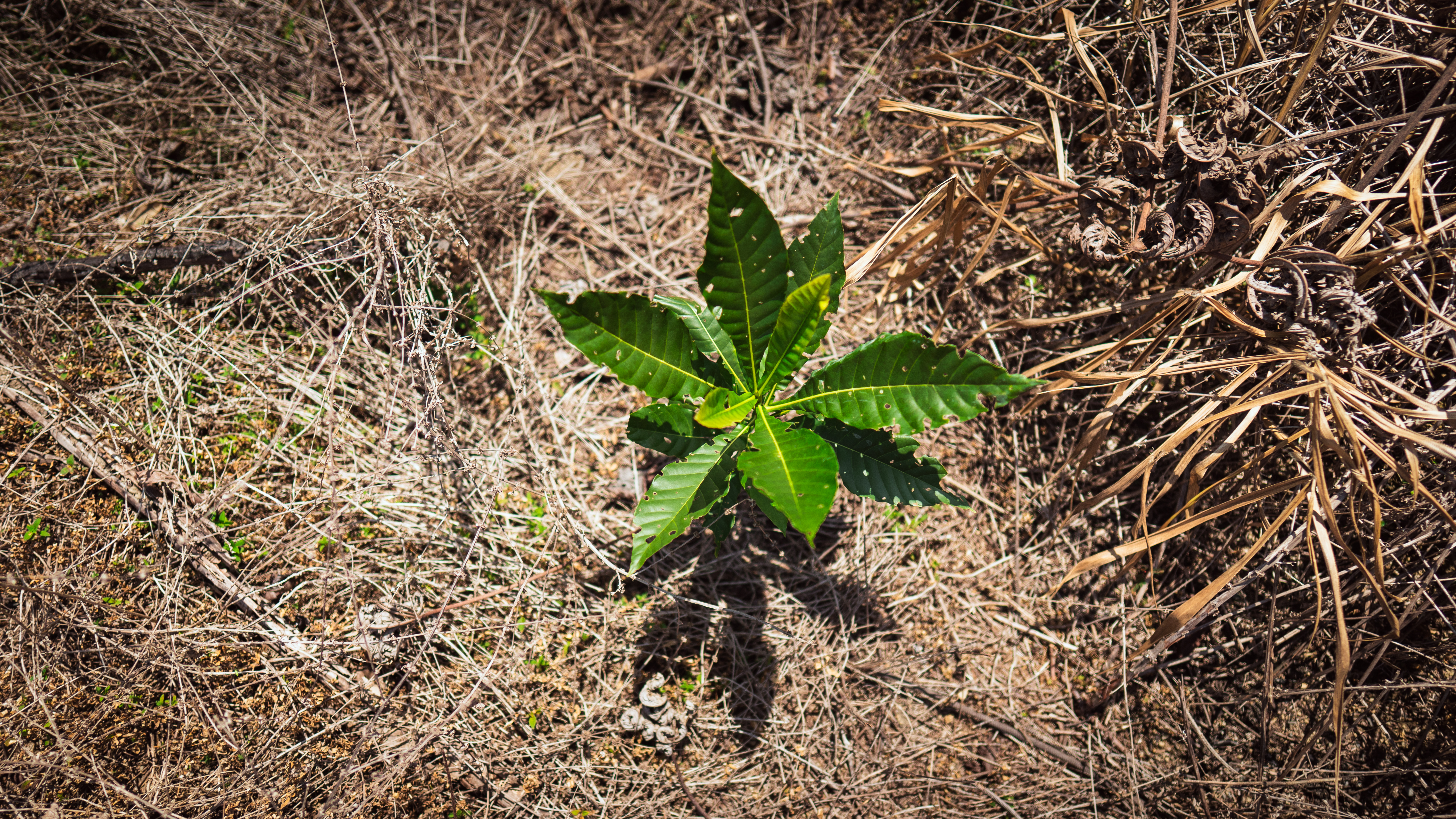 ECOLOGIA: Rioterra prevê entrega de mais de 1 milhão de mudas até fevereiro de 2026