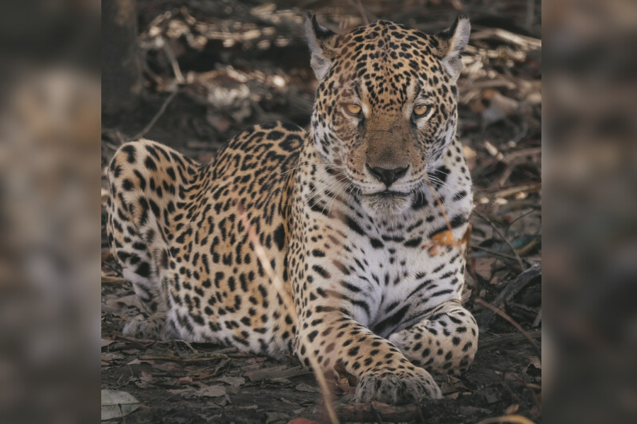 DIA DA ONÇA: Onçafari atua na conservação e reintrodução do maior felino das Américas
