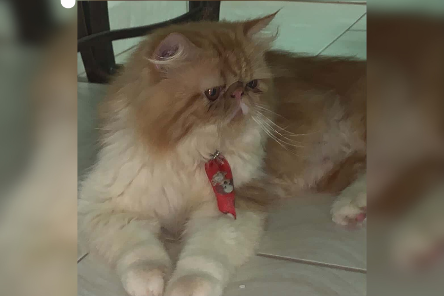 DESAPARECIDO: Gato persa Jake desaparece em Porto Velho