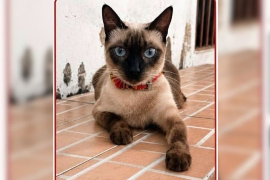 PROCURA-SE: Gata desaparece no bairro Embratel em PVH