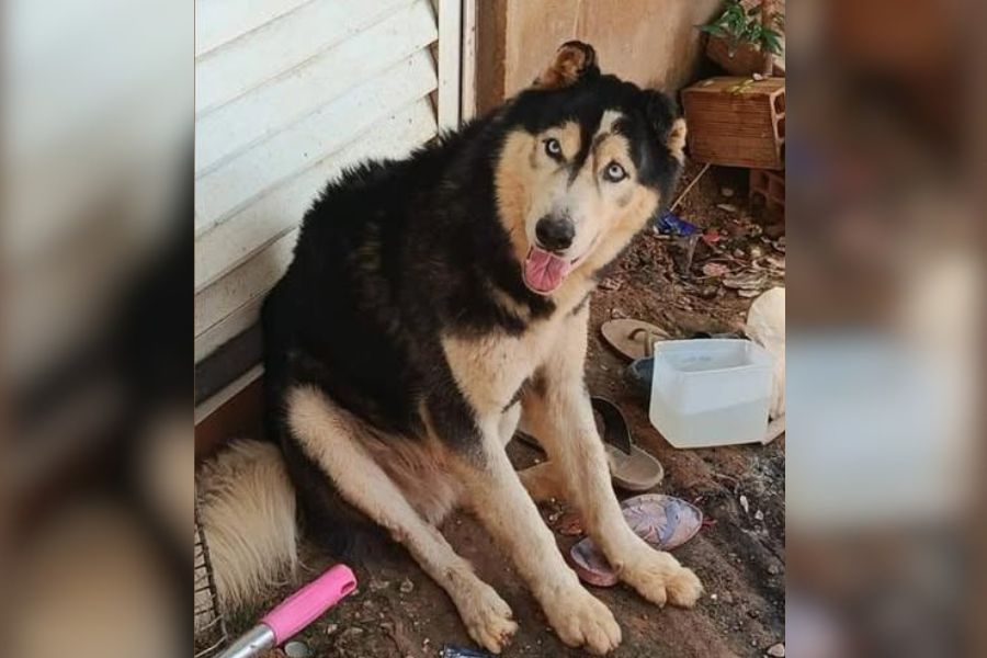VOCÊ VIU?: Moradores procuram dono de cachorro encontrado em PVH