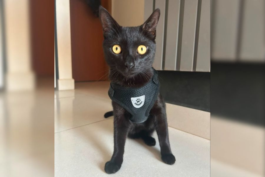 PROCURA-SE: Gatinho Zezé desaparece no bairro Planalto