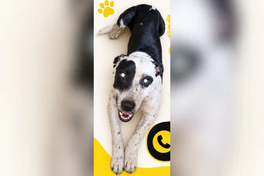 PROCURA-SE: Cachorra Herança desaparece e família pede ajuda para encontrá-la