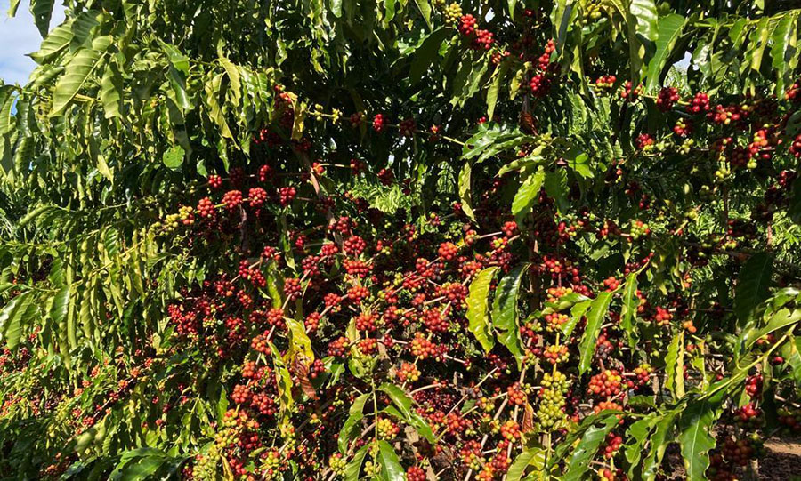 AGRICULTURA: Estudo avalia estoque de carbono da cafeicultura de Rondônia