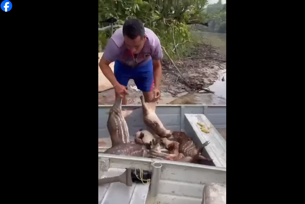 CAÇA PREDATÓRIA – Homens caçam dezenas de Pacas, fato teria acontecido ano passado