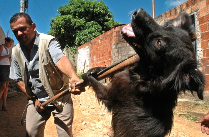 ENQUETE: Como resolver o problema de animais de rua?
