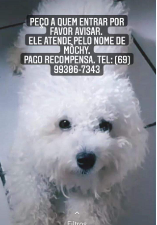 RECOMPENSA: Cachorro some, criança adoece e família pede ajuda para achar o animal