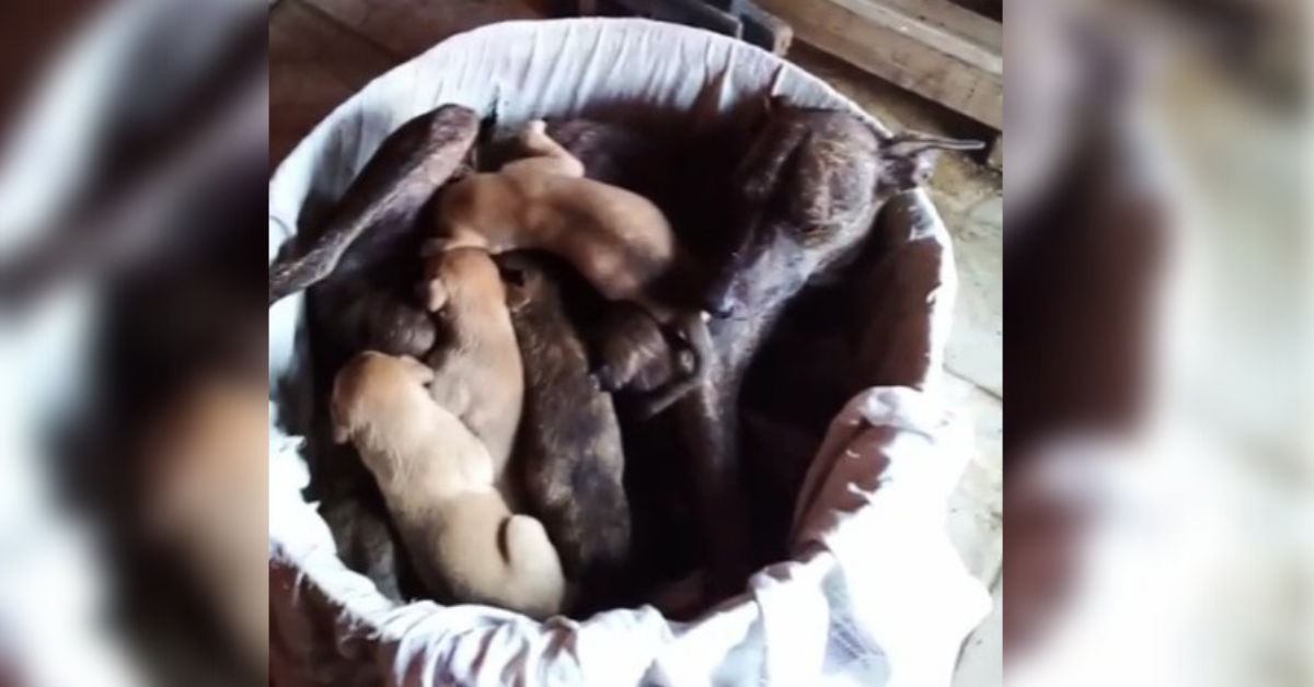 ANIMAIS: Abrigo faz vaquinha para custear despesas com cães e gatos