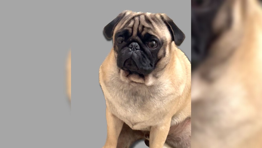 PREOCUPAÇÃO: Cachorro desaparece em Porto Velho e responsável tenta achá-lo