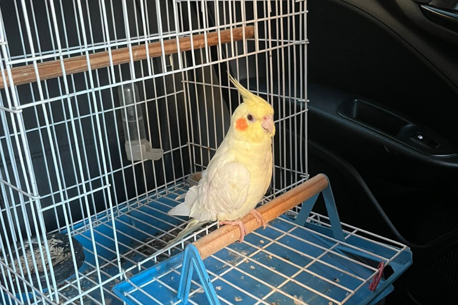 PIU-PIU: Mãe procura por calopsita perdida; filho está ‘inconsolável’