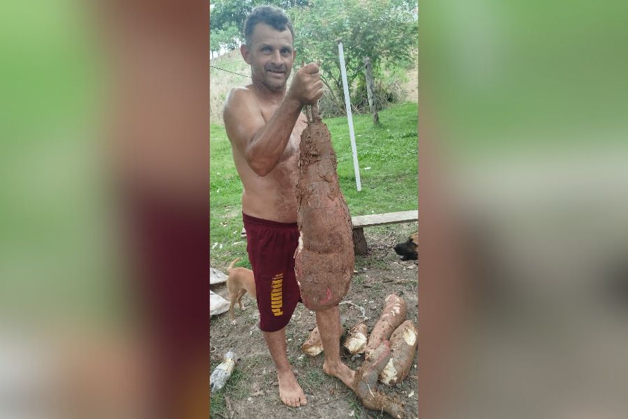 IMPRESSIONANTE: Produtor rural colhe macaxeira gigante de 12 quilos no interior do Acre