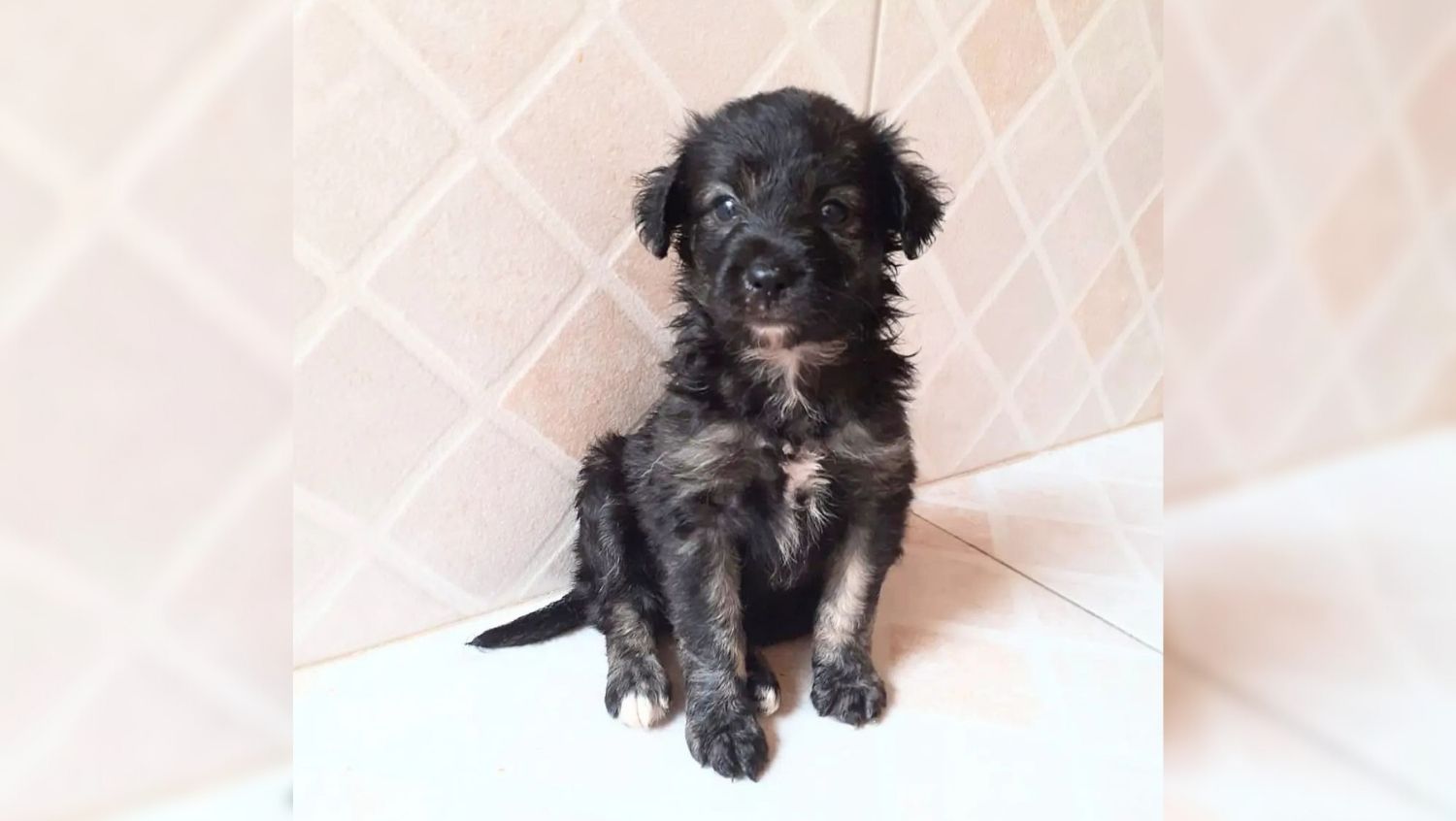 PETS: Grupo de voluntários realiza feira de adoção em Porto Velho neste sábado (19)