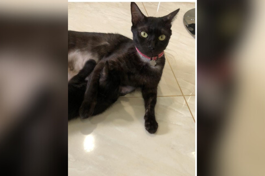 PROCURA-SE: Gata ‘Zoe’ desaparecida no bairro Triângulo