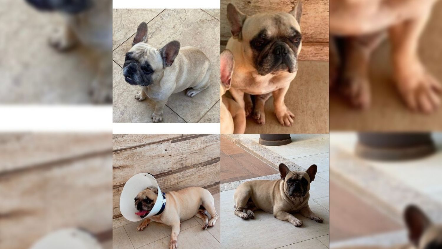 Cachorro some e família oferece recompensa para quem encontrar