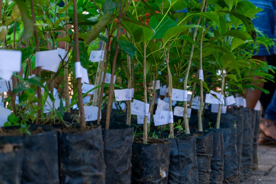 ÁRVORES: Última feira de doação de mudas do ano acontece no próximo sábado (10)