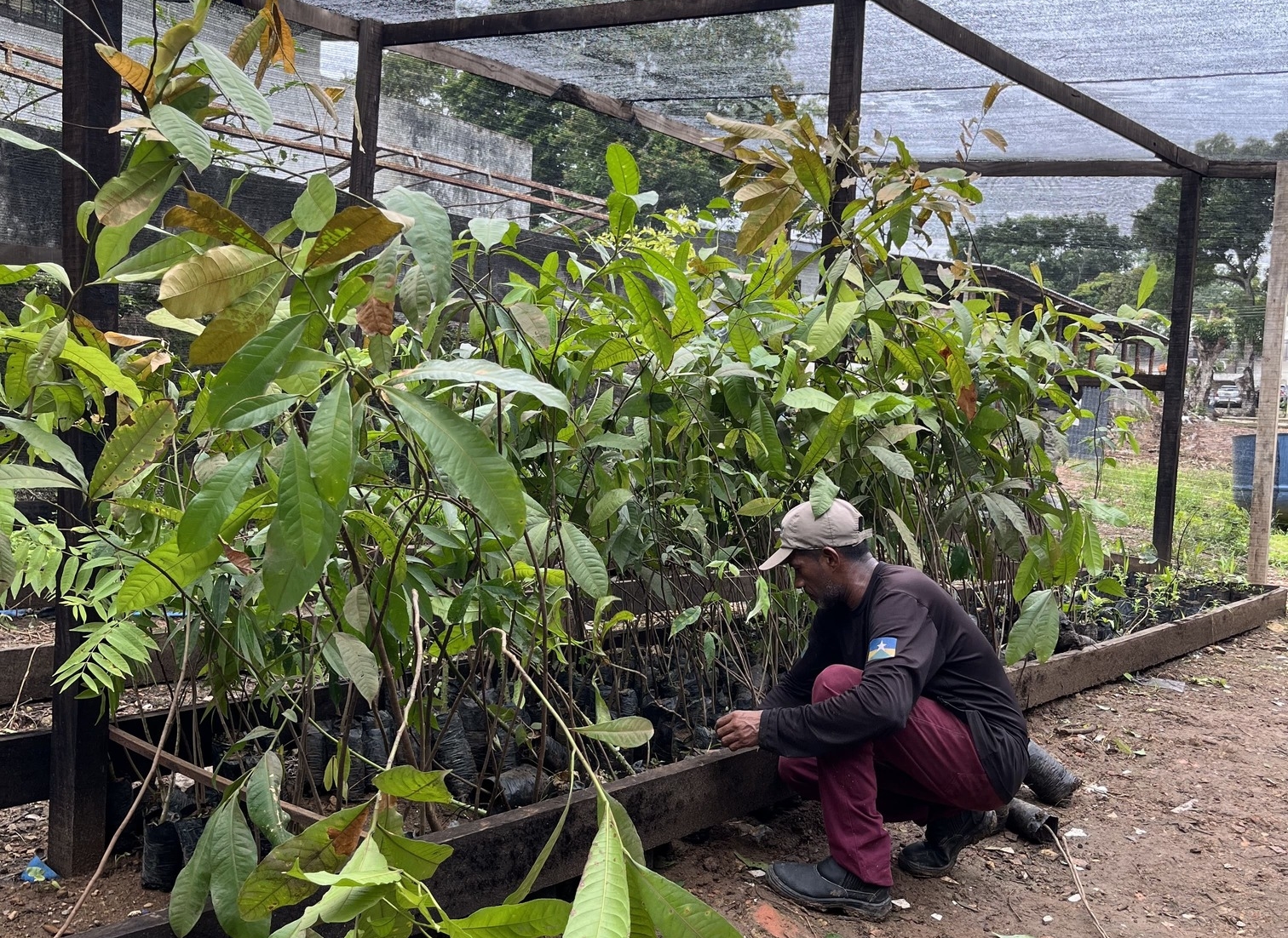 PRESERVAÇÃO: Energisa faz doação de mudas de castanheiras e outras espécies para Sedam