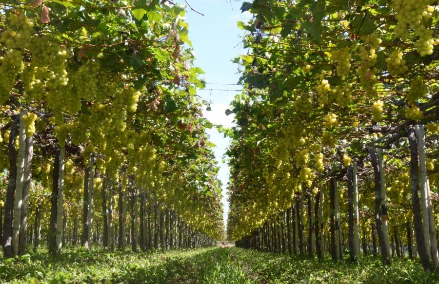 FRUTAS: Pesquisa viabiliza a produção sustentável no Semiárido brasileiro