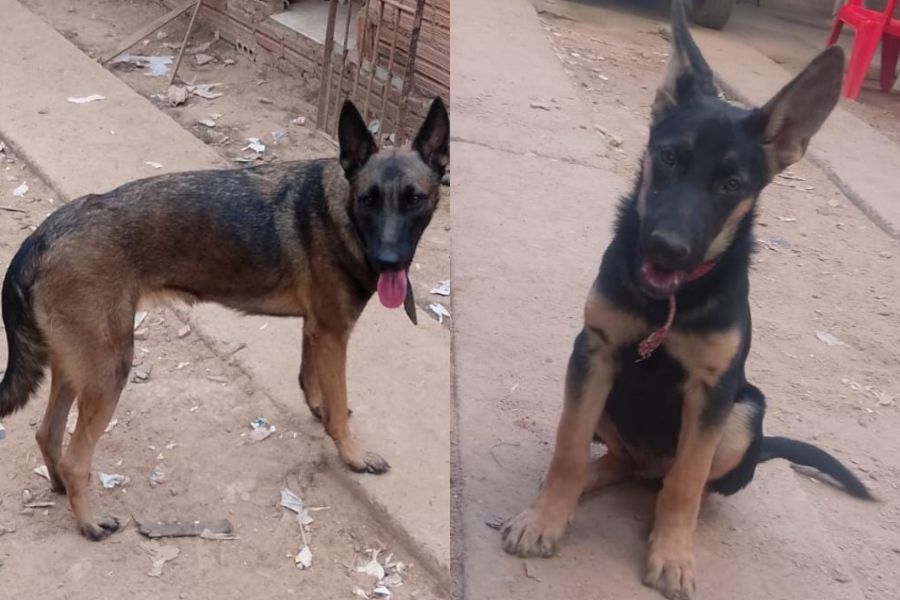 SUMIRAM: Família paga recompensa para quem encontrar seus cachorros desaparecidos