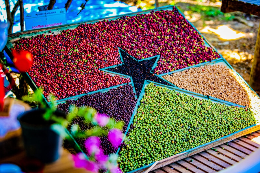 RO RURAL SHOW: Vitrines tecnológicas da Emater são atrativos para agricultura da Amazônia