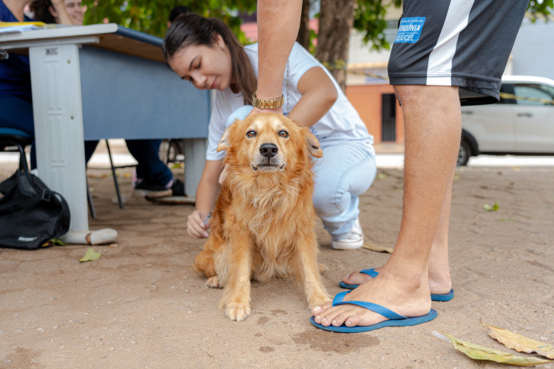 PROTEÇÃO ANIMAL: 'Setembro Caramelo' terá Dia D de vacinação antirrábica em escolas da capital