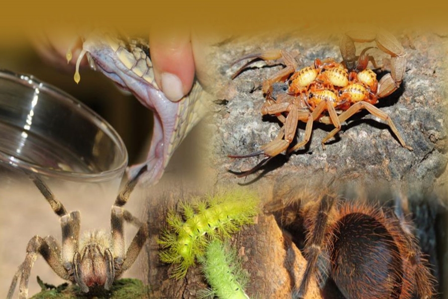 INVERNO AMAZÔNICO: População deve se prevenir para evitar acidentes com animais peçonhentos