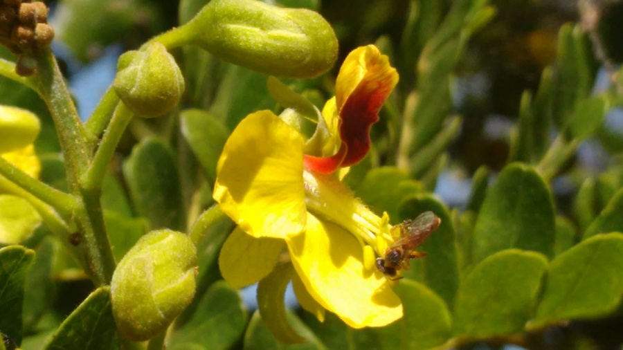 ABELHAS: Senar disponibiliza série de novos vídeos sobre polinização