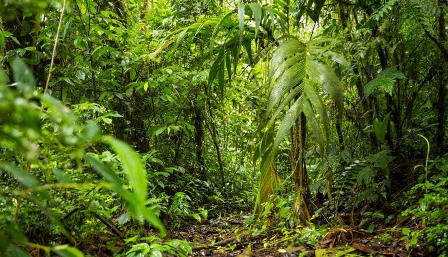 GUAJARÁ-MIRIM: MP entra com ações contra associações com indícios de envolvimento em invasões