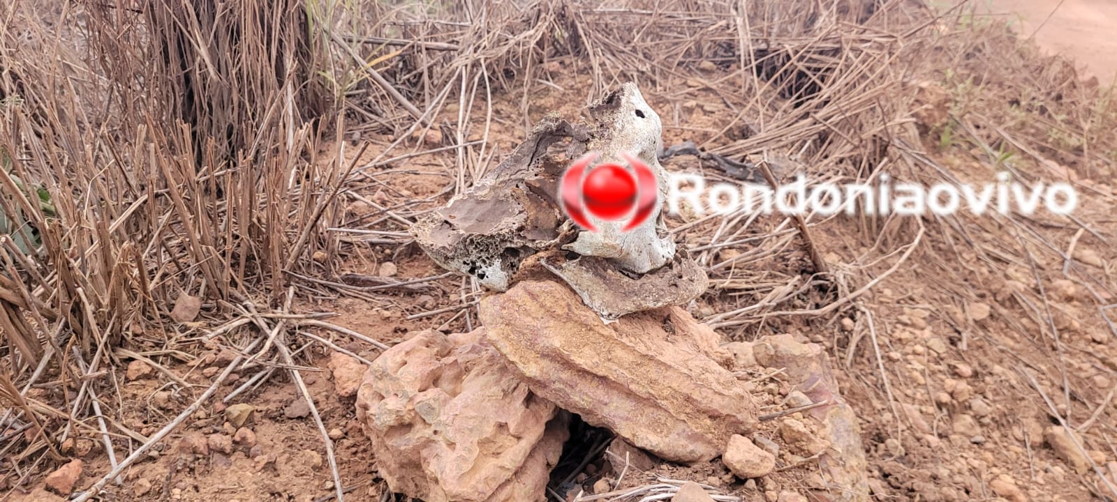 HOMICÍDIOS INVESTIGA: Trabalhador encontra Crânio humano próximo de antiga faculdade 