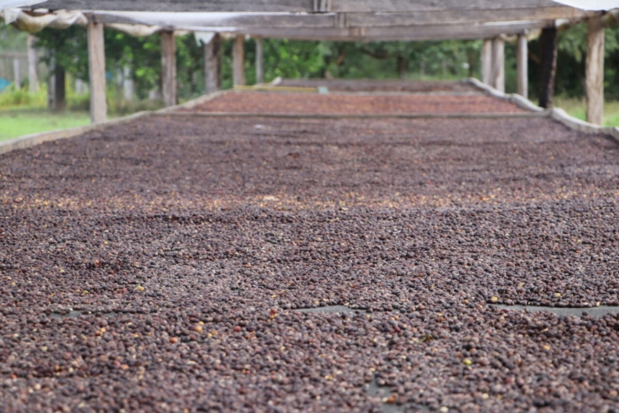 2023: Reconhecimentos, premiações e selos destacaram o agronegócio de RO