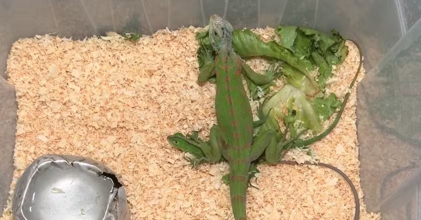 COMBATE: Pelo menos 120 animais silvestres foram resgatados pelo Ibama em RO