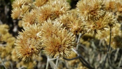 QUALIDADE DO SONO: Chá de Marcelinha é um refrescante remédio para quem tem dificuldade para dormir