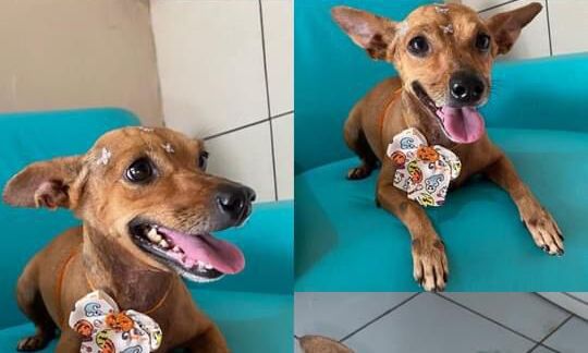 PROCURA-SE: Cadela desaparecida na zona Leste de Porto Velho