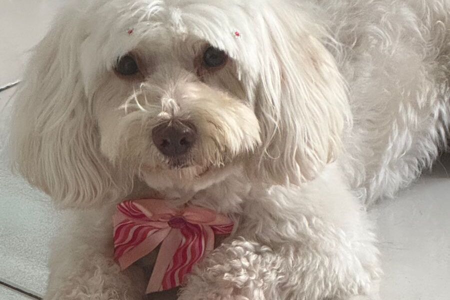 POODLE: Cadela ‘Meg’ desaparece no Centro da capital; dona quer encontrar