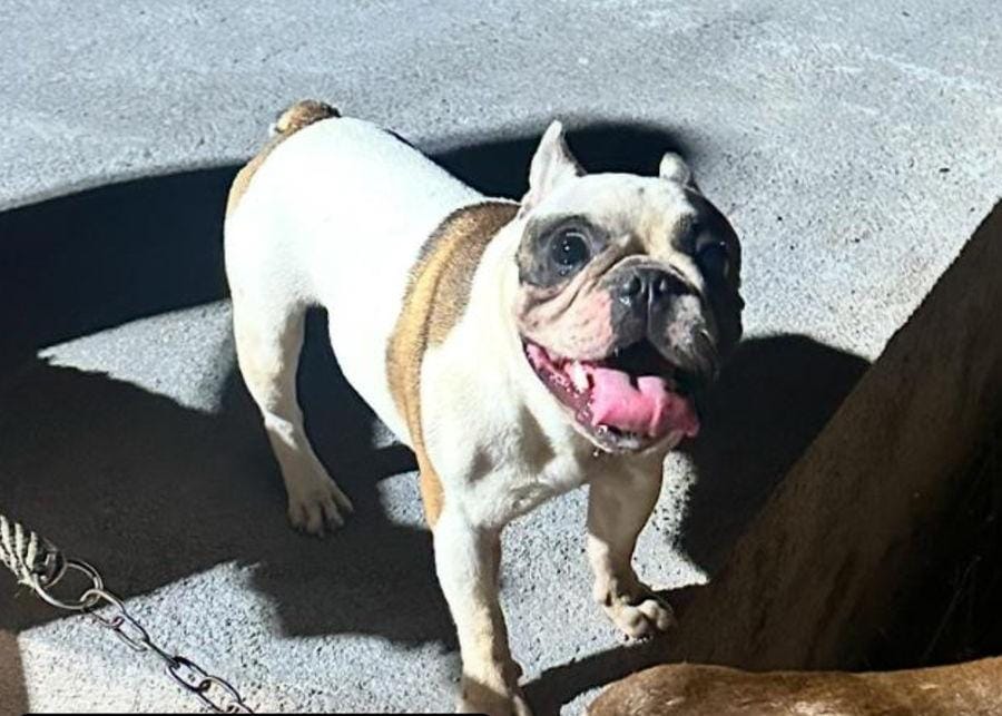 BEETHOVEN: Tutor busca por cachorro desaparecido em PVH