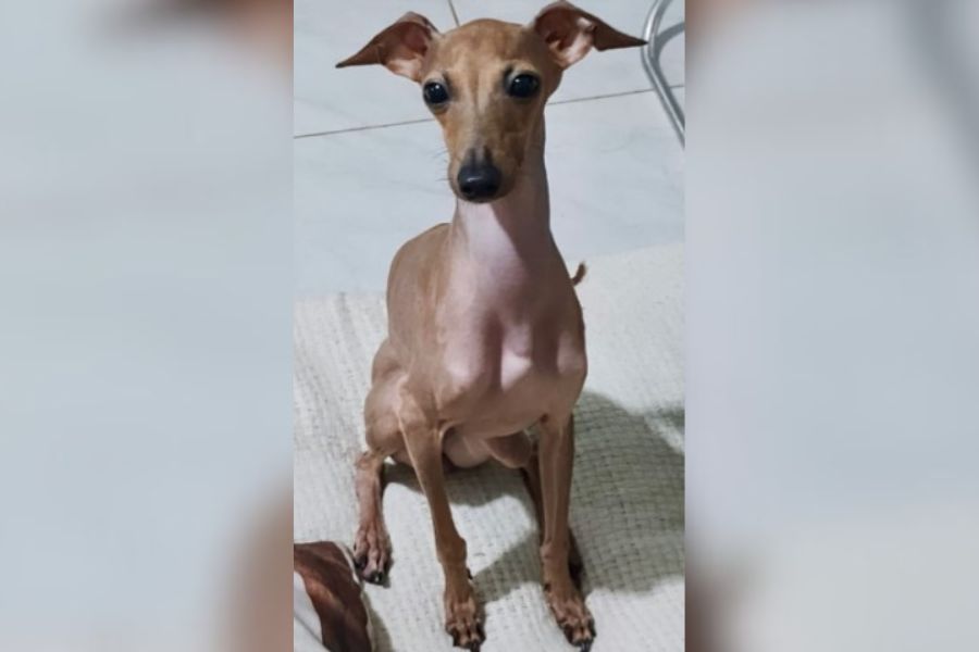 VOCÊ VIU? Família oferece recompensa para quem encontrar cachorra desaparecida