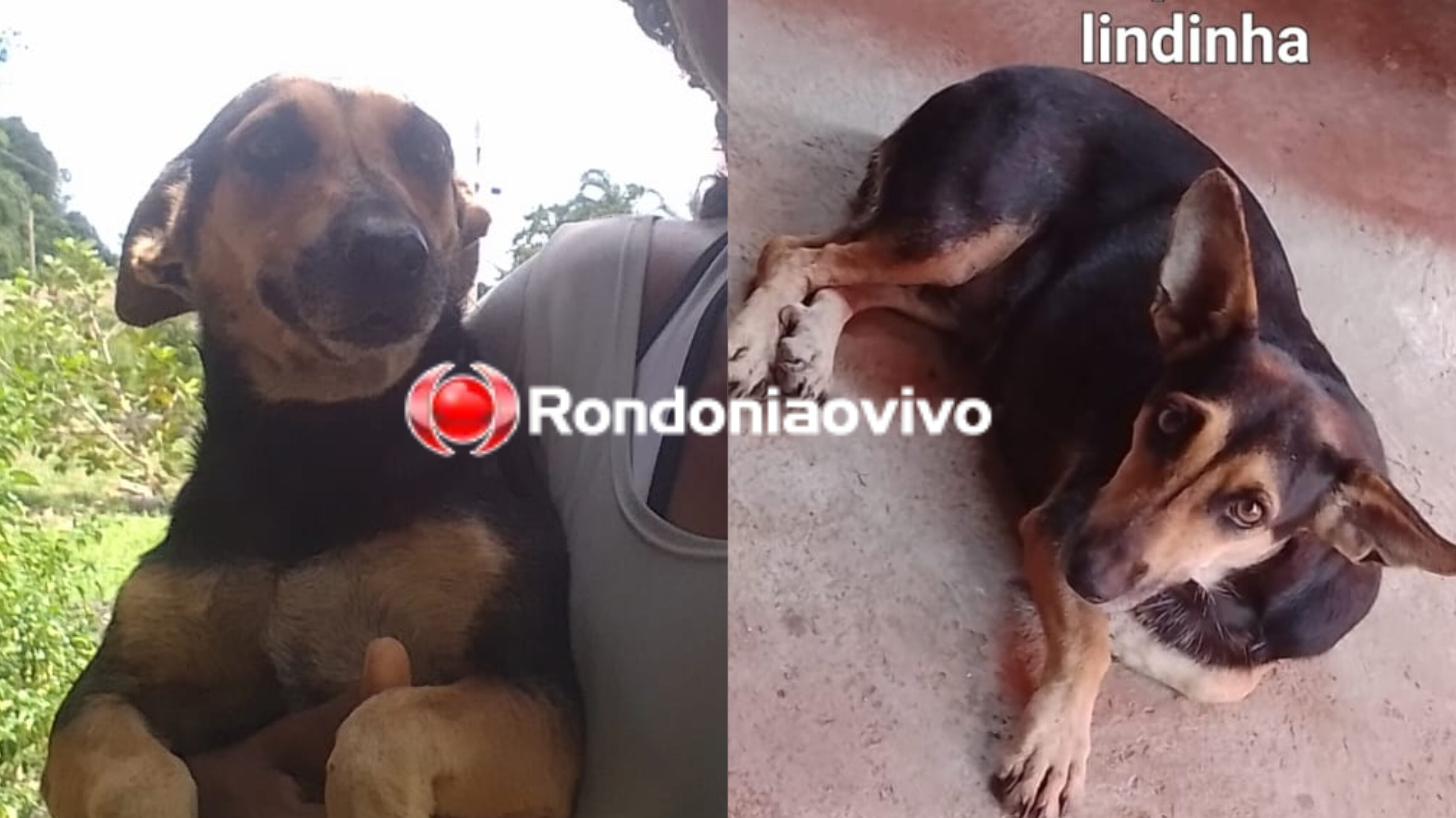 NO SANTANA: 'Lindinha' desparece na zona Leste e tutora pede ajuda para localizá-la