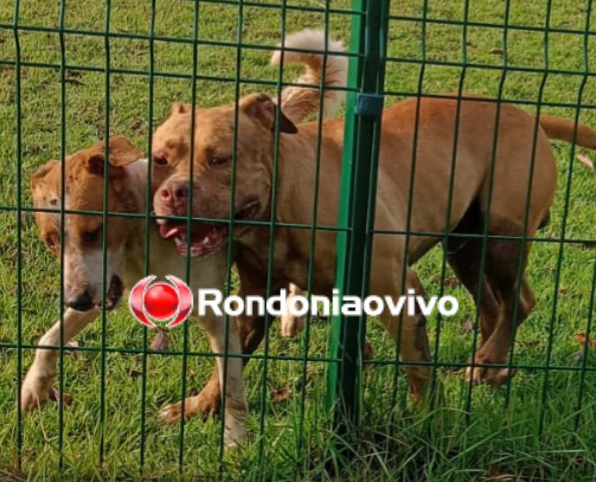 NA CAPITAL: Procura-se tutores de cães Pitbull que apareceram no Parque da Cidade 