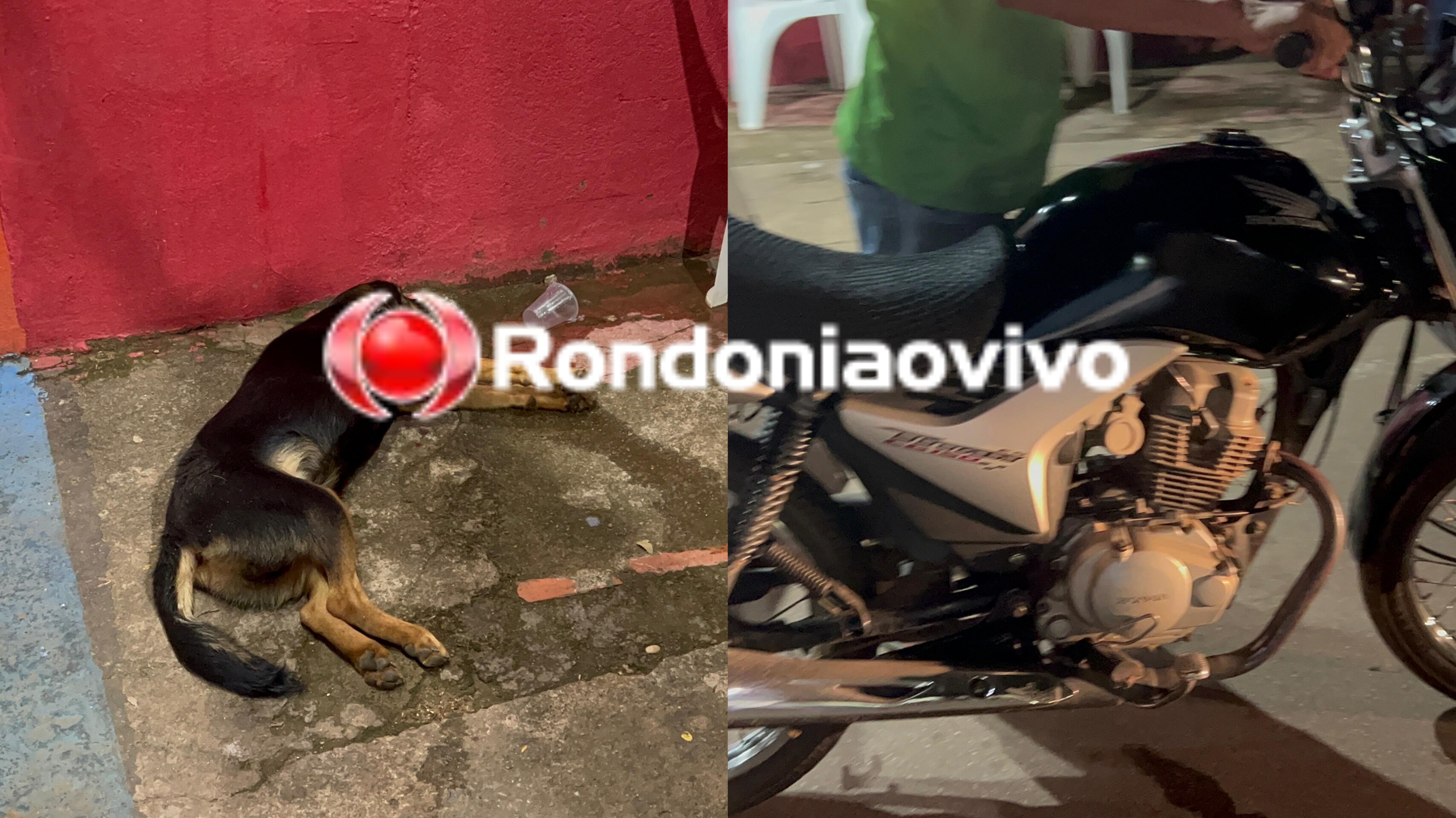 VÍDEO: Mulher fica em estado grave após atropelar cachorro e bater cabeça no meio fio