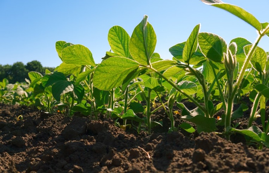 BAIXO IMPACTO: Ministério publica 44 registros de defensivos agrícolas