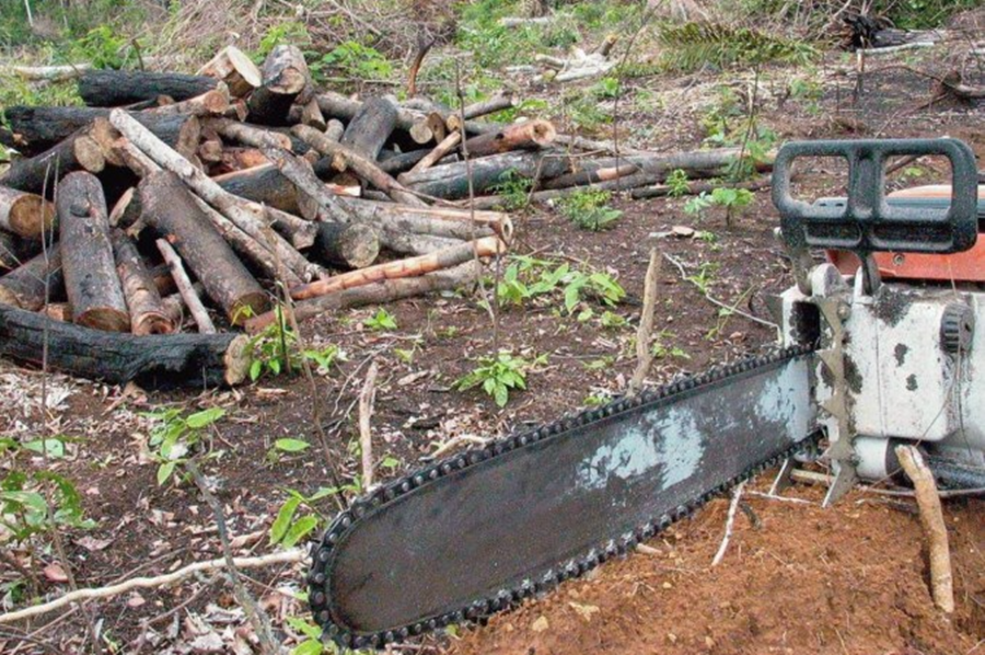 2022: Amazônia teve maior desmatamento em 15 anos, diz Imazon