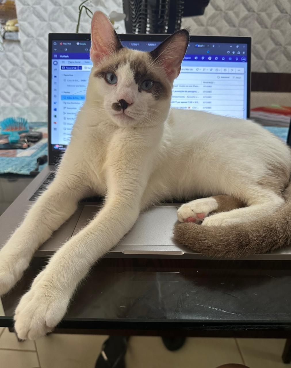 NICO: Família está à procura de gato que desapareceu de residência no centro