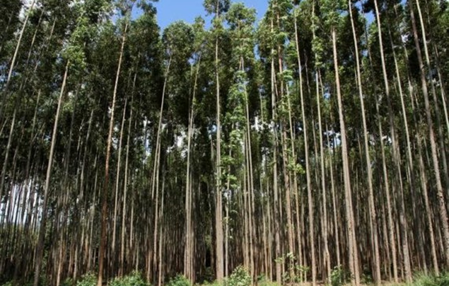 MUDANÇAS CLIMÁTICAS: Governo de Rondônia adere ao Plano ABC+