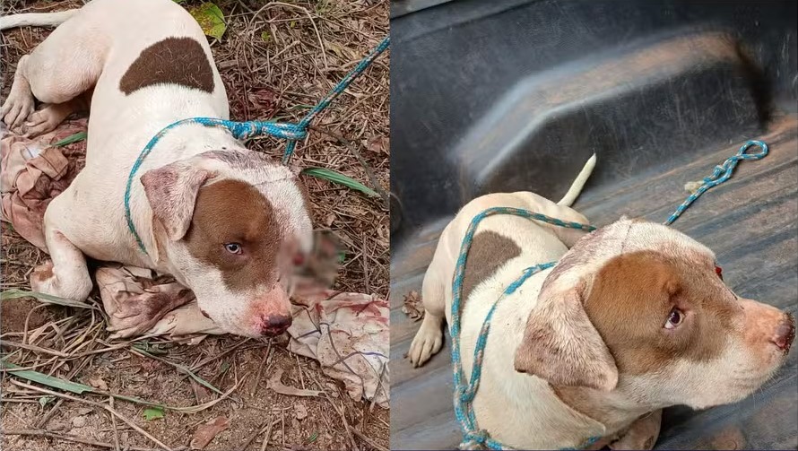 MALDADE: Pitbull é resgatado após sinais de tortura e traumatismo craniano em RO
